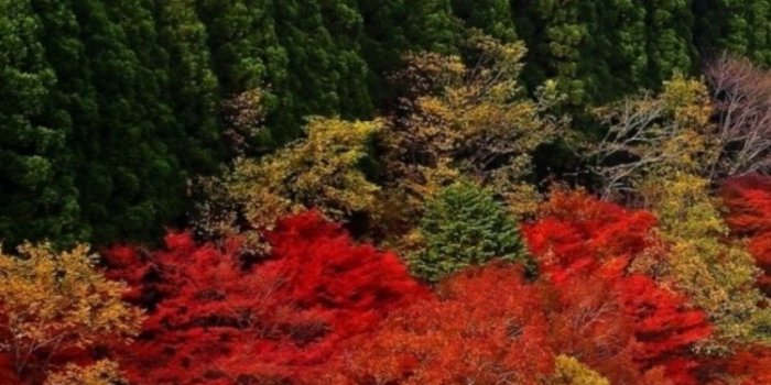 750x1334 Desert, Bamboo Forest, Tree, Nature Reserve, Arashiyama Wallpaper