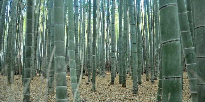 2000x1328 Sagano Bamboo Forest in Kyoto: One of world's prettiest groves | CNN