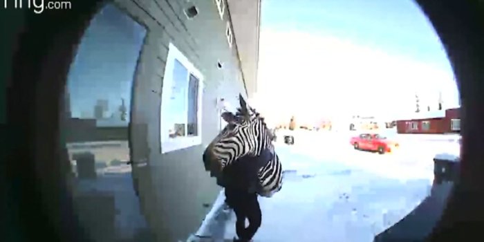 1600x900 Woman stealing zebra head caught on video
