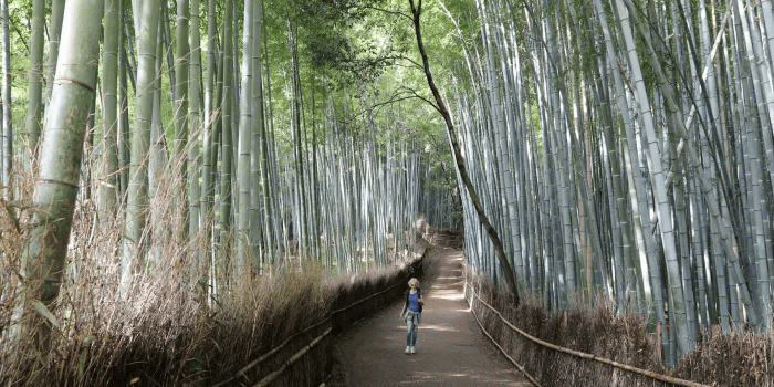 1920x1080 Happy tourist woman running in bamboo forest at Sagano in Arashiyama,  Kyoto, Japan. Travel asia concept. Freedom and enjoying concept. Kyoto's  popular