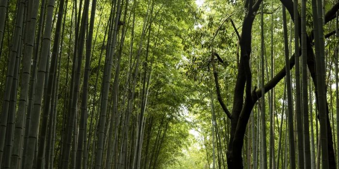 1000x1497 Arashiyama, Kyoto, Japan Pictures | Download Free Images on Unsplash