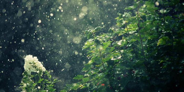 1920x1200 Rain HD Wallpaper | Background Image | 1920x1200 | ID:312372