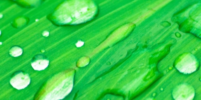 1440x2560 Grass in Rain Wallpaper - iPhone, Android & Desktop Backgrounds