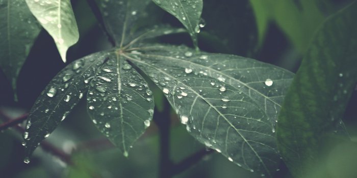 2732x2732 nu51-rain-forest-wood-leaf-flower-nature-wallpaper