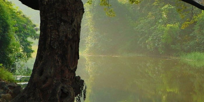 1440x2560 Tree by Stream Wallpaper - iPhone, Android & Desktop Backgrounds