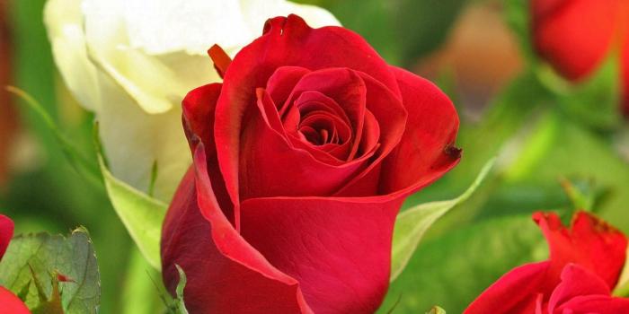 1600x1200 30 Beautiful Flower Images Free To Download | Beautiful rose flowers, Rose  flower wallpaper, Red and white roses