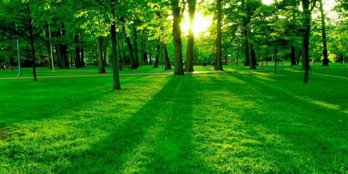 1600x1000 Wallpapers HD 1080p Nature Green