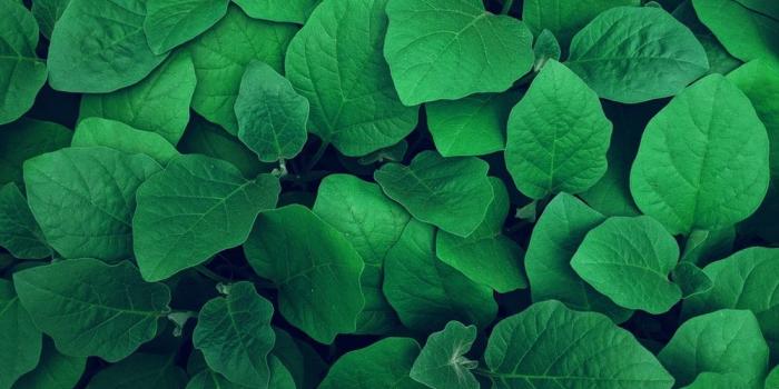 1000x1500 Green Pictures [HD] | Download Free Images on Unsplash