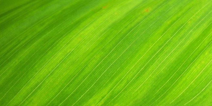 1920x1080 Green Textile · Free Stock Photo