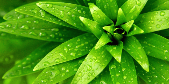 2560x1440 Green Leaves Wallpapers