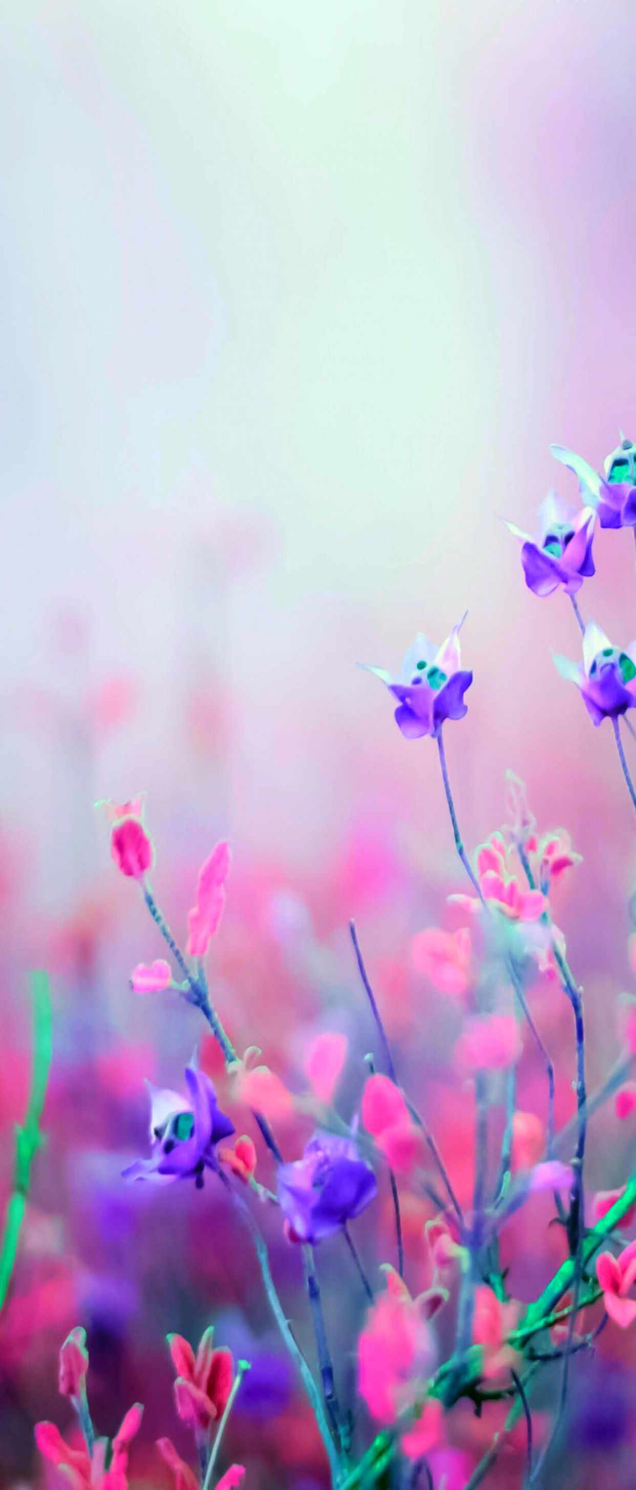 1242x2908 Floral, silver, pink, nature, violet, wallpaper, pattern, galaxy