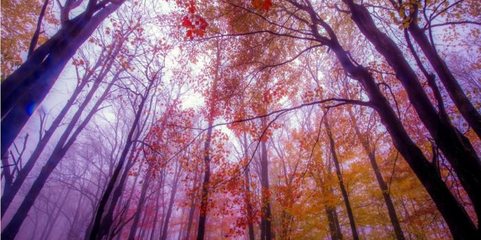 1126x703 3d nature wallpapers 3D nature fresh air woods bamboo forest zenith fresco  wall background photo wallpaper nature