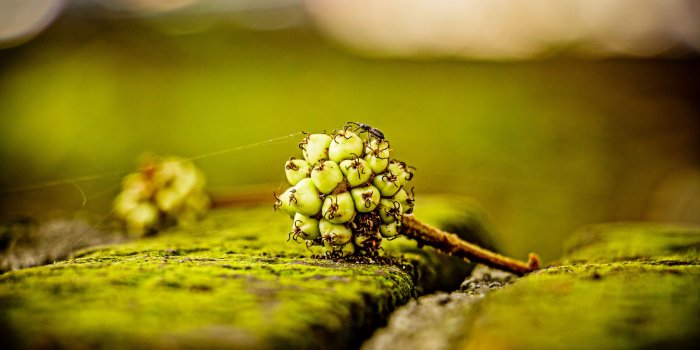 3840x2560 3115093 biology, bug, creature, dirt, green, gross, head, insect