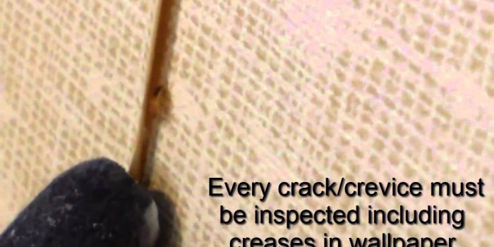1280x720 Bed Bugs Behind Wallpaper...Gross! | Bug Bully Pest Control