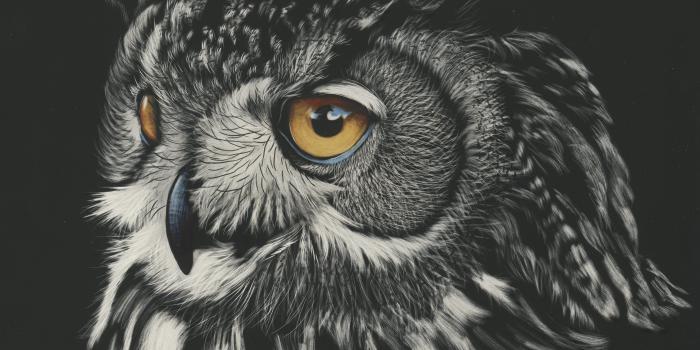 3503x2543 Owl Painting 4k, HD Animals, 4k Wallpapers, Images, Backgrounds