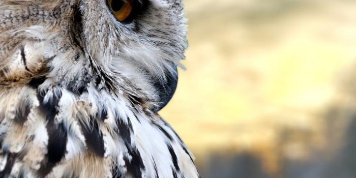 1080x1920 Owl iPhone Wallpapers - Top Free Owl iPhone Backgrounds