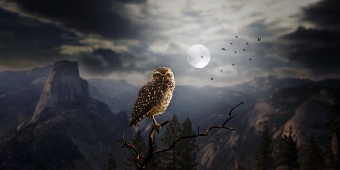 2050x1116 Moon Fantasy Owl, HD Others, 4k Wallpapers, Images, Backgrounds