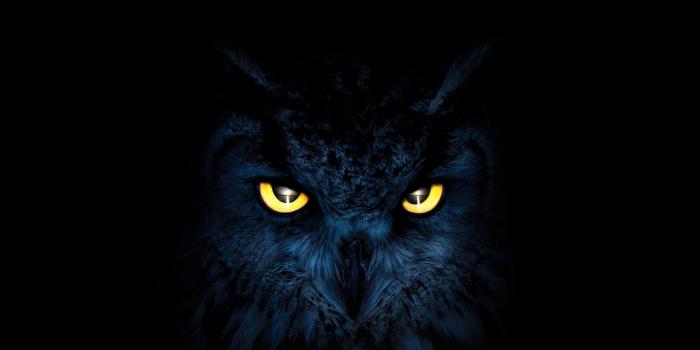 2560x1440 Owl with Yellow Eyes HD Wallpaper | Background Image | 2560x1440