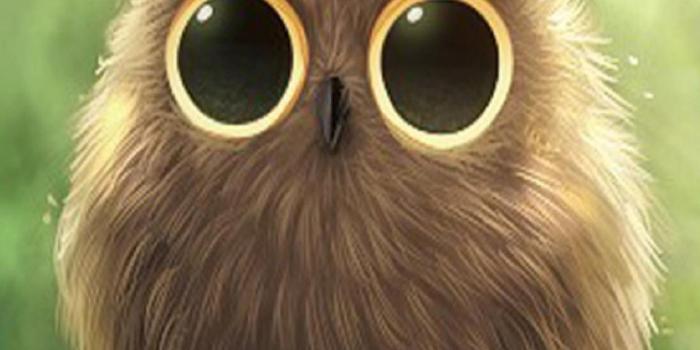 1600x2844 71+ Cute Owl Wallpapers on WallpaperPlay