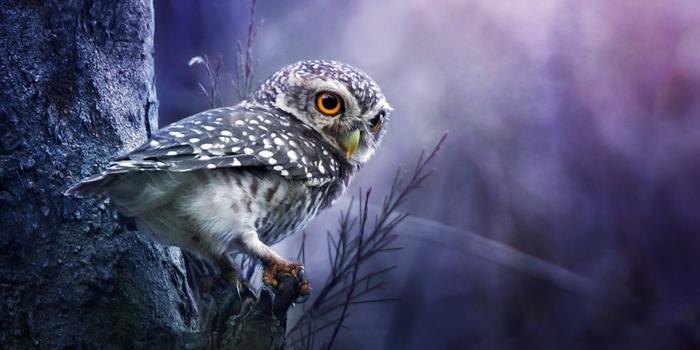 1900x1267 790 Owl HD Wallpapers | Background Images