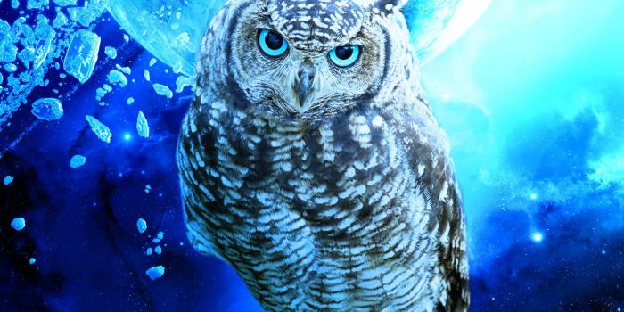 1426x1200 60+ Blue Owl Wallpapers - Download at WallpaperBro