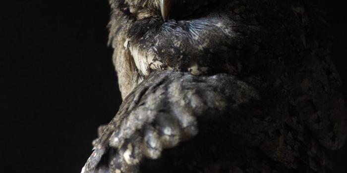 1000x1333 27+ Owl Pictures | Download Free Images on Unsplash