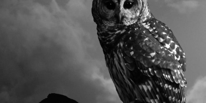 1080x1920 76+ Owl Iphone Wallpapers on WallpaperPlay