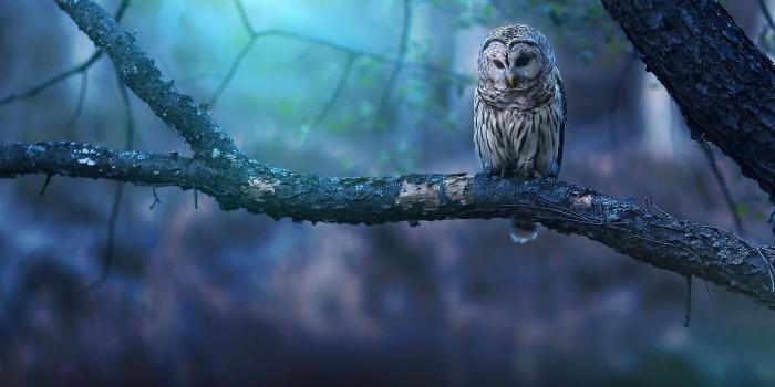 2048x1152 Owl Wallpapers | HD Wallpapers | ID #27045