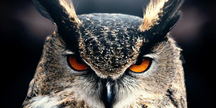 4912x3328 Owl Closeup 4k, HD Birds, 4k Wallpapers, Images, Backgrounds, Photos