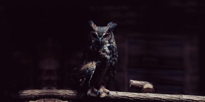 1920x1080 40+ Dark Owl Wallpapers - Download at WallpaperBro