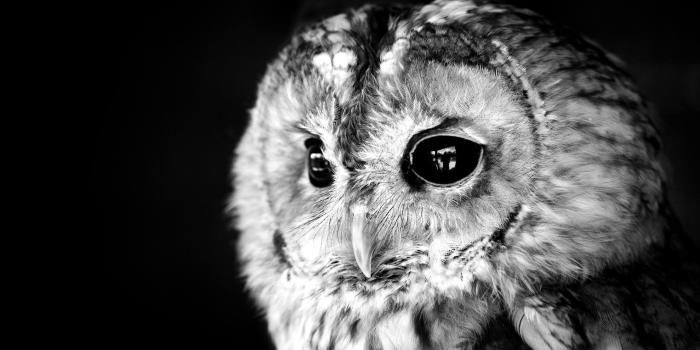 2560x1600 Black and White Owl Wallpapers - Top Free Black and White Owl