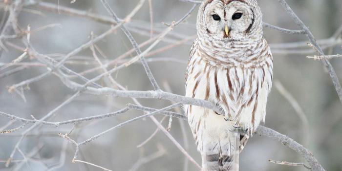 2560x1600 Owl Wallpapers 10803 - Unity Pixel