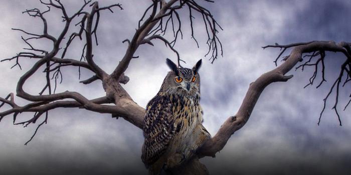 1920x1080 Owl Wallpaper 31635 - Baltana