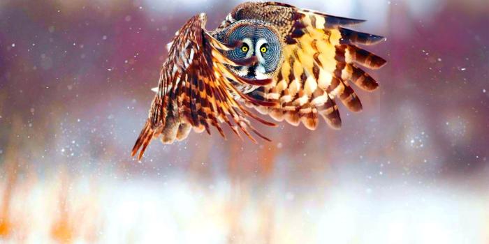 1920x1200 790 Owl HD Wallpapers | Background Images