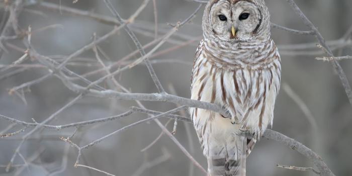 1280x800 Free Owl Wallpapers