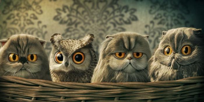 1280x800 Funny Owl wallpaper | 1280x800 | #13200