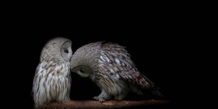 1920x1200 65+ Owl 3D Amazing Wallpapers - Download at WallpaperBro