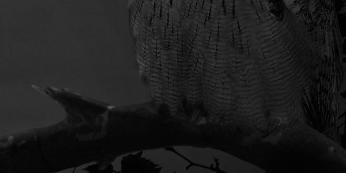 1080x1920 76+ Owl Iphone Wallpapers on WallpaperPlay