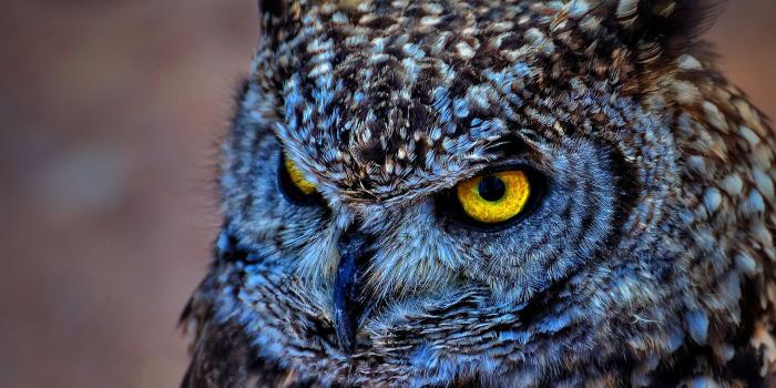 1600x1200 Spotted eagle owl wallpaper | 1600x1200 | #14323