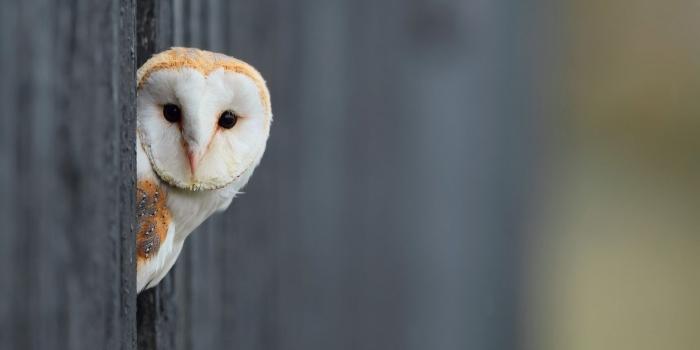 1920x1080 Colours of Life Owl Hd Wallpapers Earth Blog 1024×576 White Owl