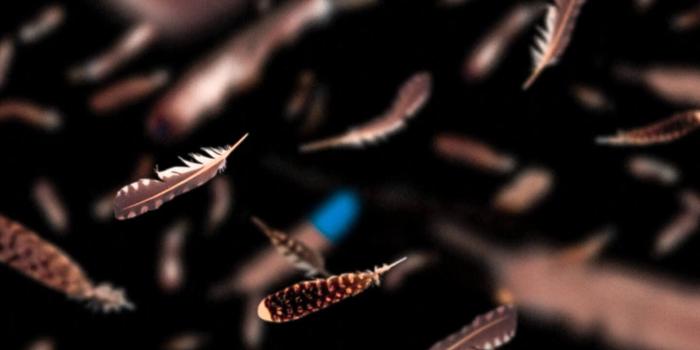 1440x2560 Owl | Wallpaper