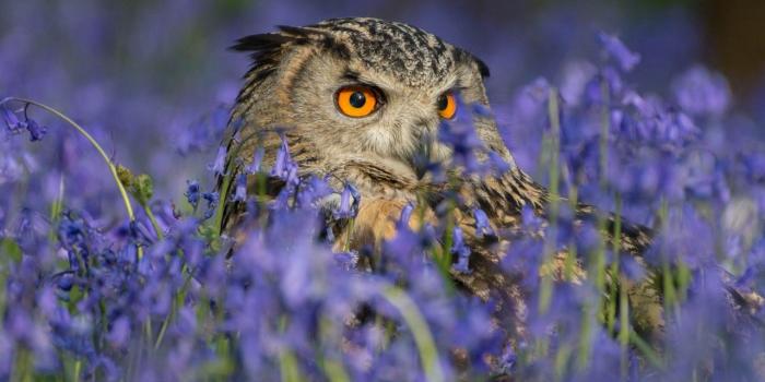 1280x720 Wallpaper Owl, HD, 5K, Animals, #3838