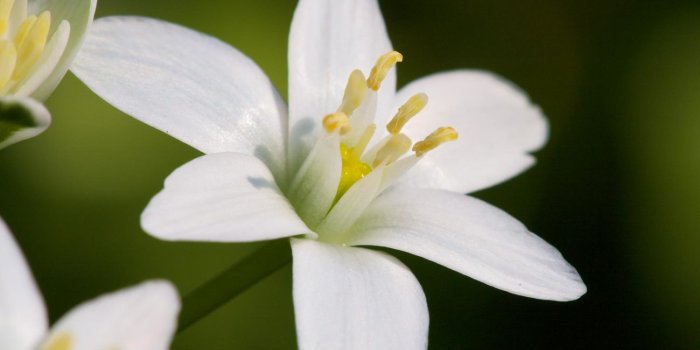 1500x1125 Vitality of the white wild flowers wallpaper Gallery