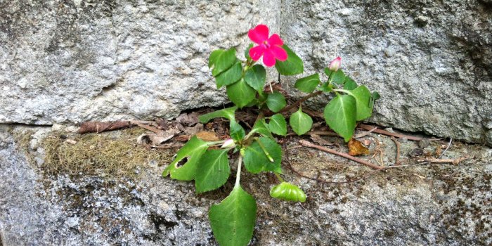 2592x1936 3029878 flower, vitality wallpaper and background | Free stock