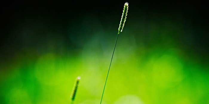 1280x800 The tenacious vitality Setaria wallpaper 7 － Plant Wallpapers