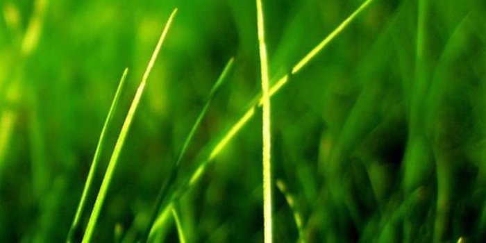 1080x1920 Nature Vitality Grassland iPhone 6/6S/7 Plus Wallpaper and iPhone 8