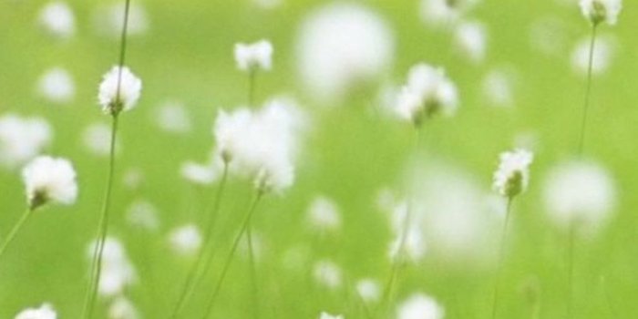 744x1392 Vitality White Dandelion Plant Field Landscape iPhone se Wallpaper