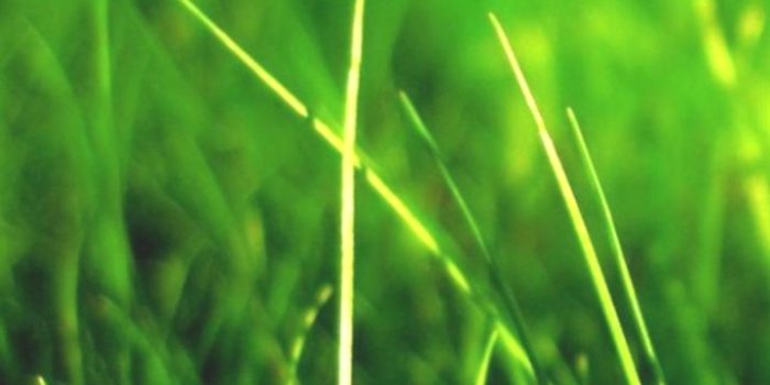 720x1280 Iphone Wallpaper 4K Nature- Nature Vitality Grassland #iPhone #6