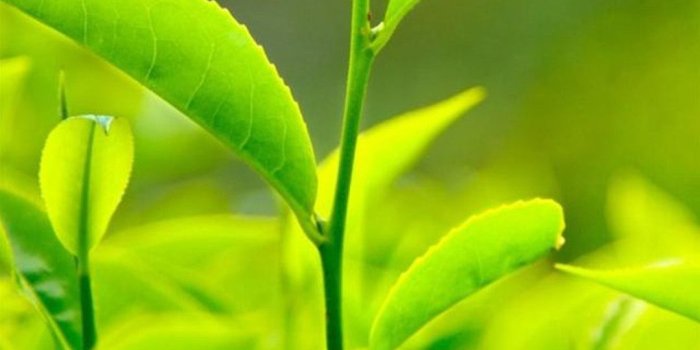 1080x1920 Nature Fresh Vitality Tea Leaf Bud Close Up Iphone 6 Wallpapers