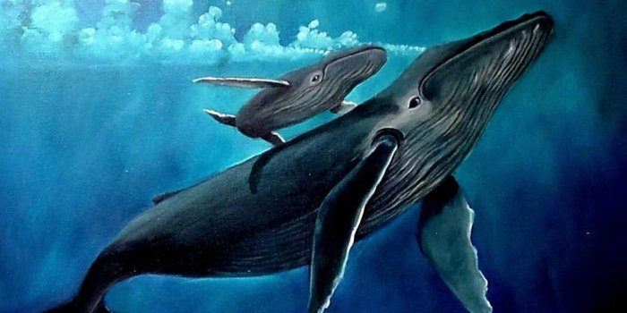 1060x872 Whale Wallpaper | Cetaceans | Whale art, Whale, Humpback whale